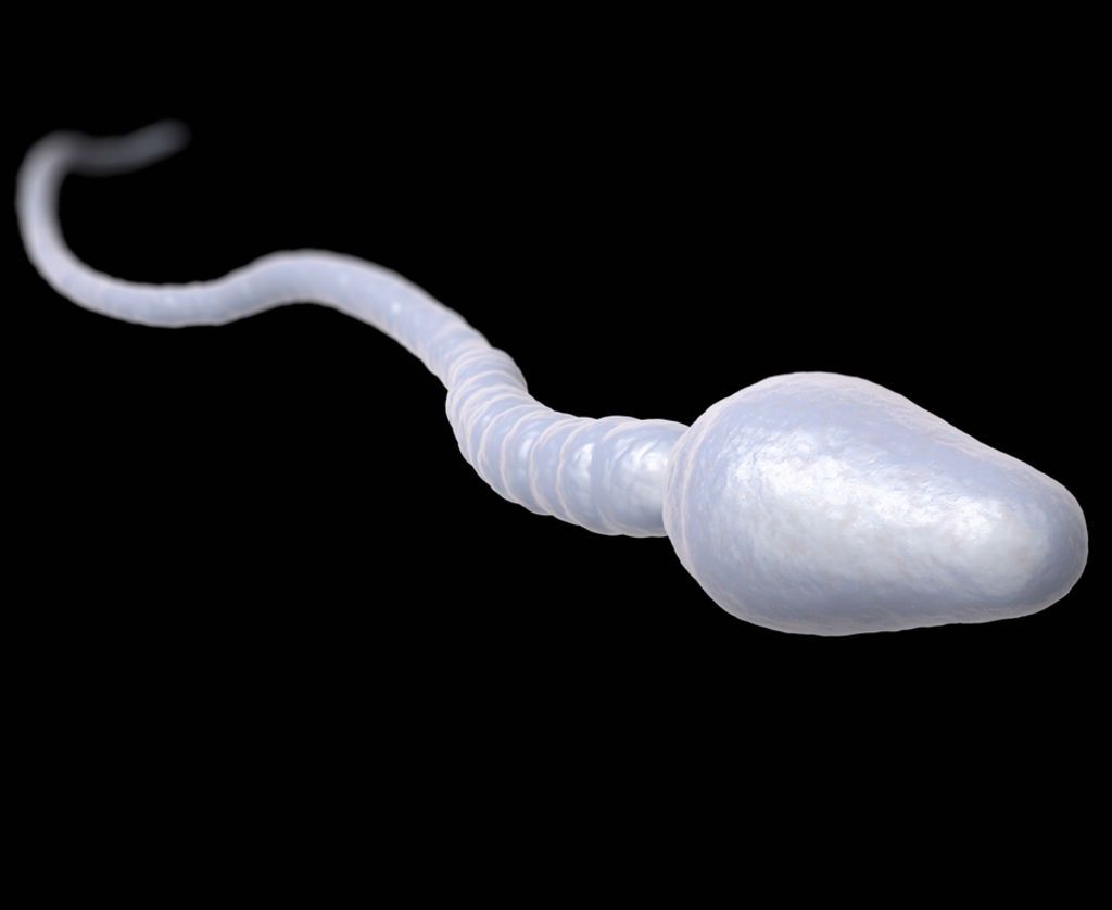 精子 卵子 受精过程 医学模型 医疗动画 影视模型 原创模型胞-CG模型网（cgmodel)-让设计更有价值!