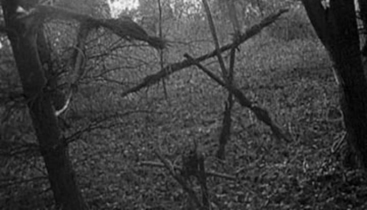 blair witch forest blair witch forest