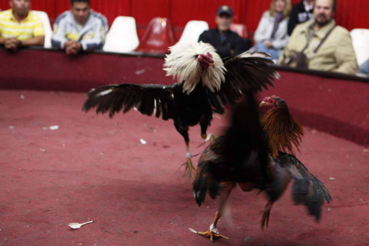 Piden prohibir las peleas de gallos, El Siglo de Torreón