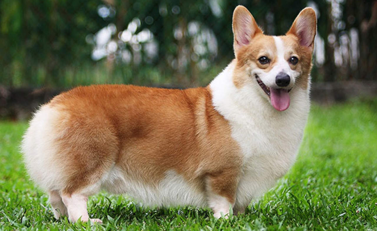 Cuanto Cuesta Un Corgi El Siglo De Torreon Cuanto Cuesta Un Corgi El Siglo De Torreon