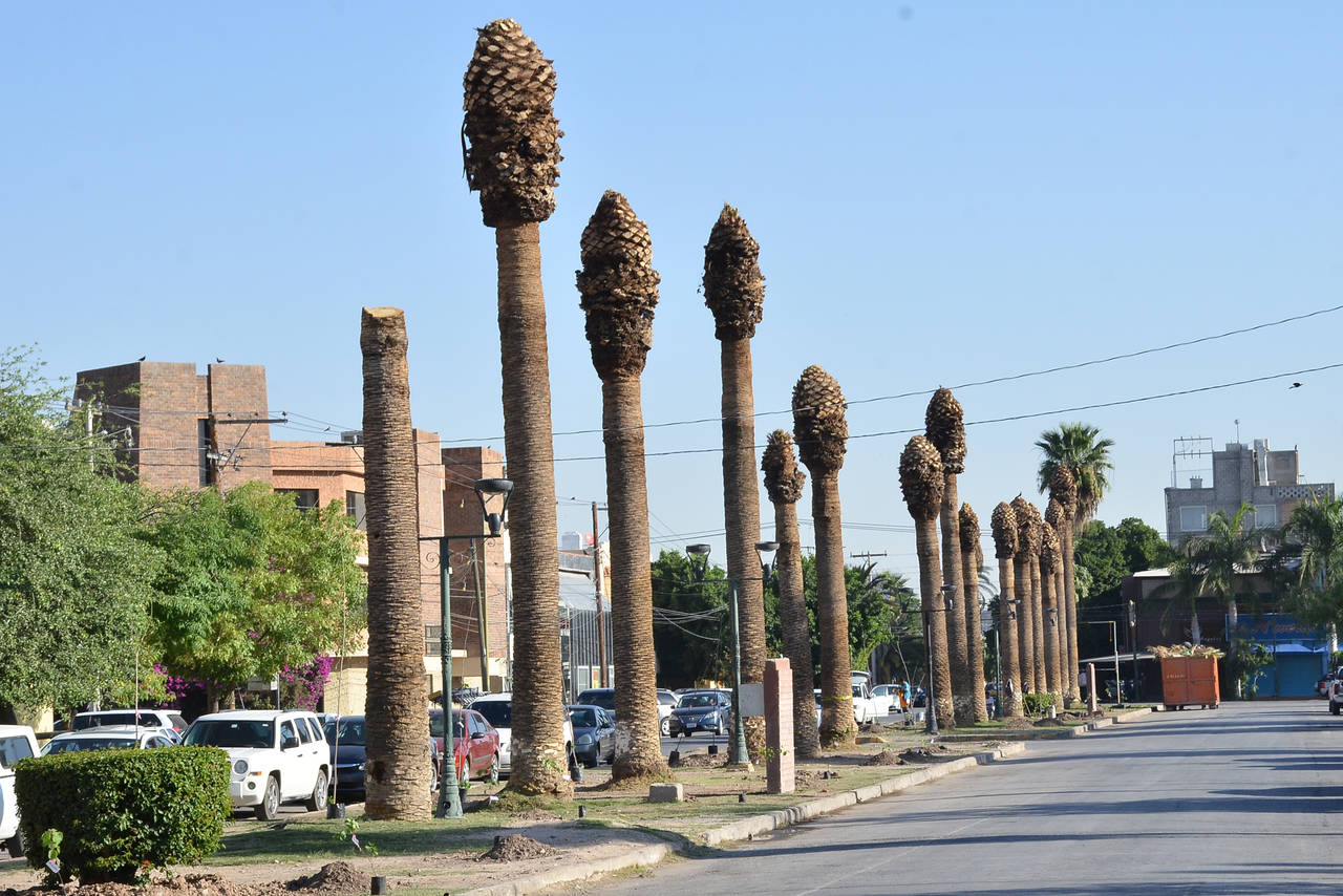 Cortarán palmas a nivel de suelo - El Siglo de Torreón