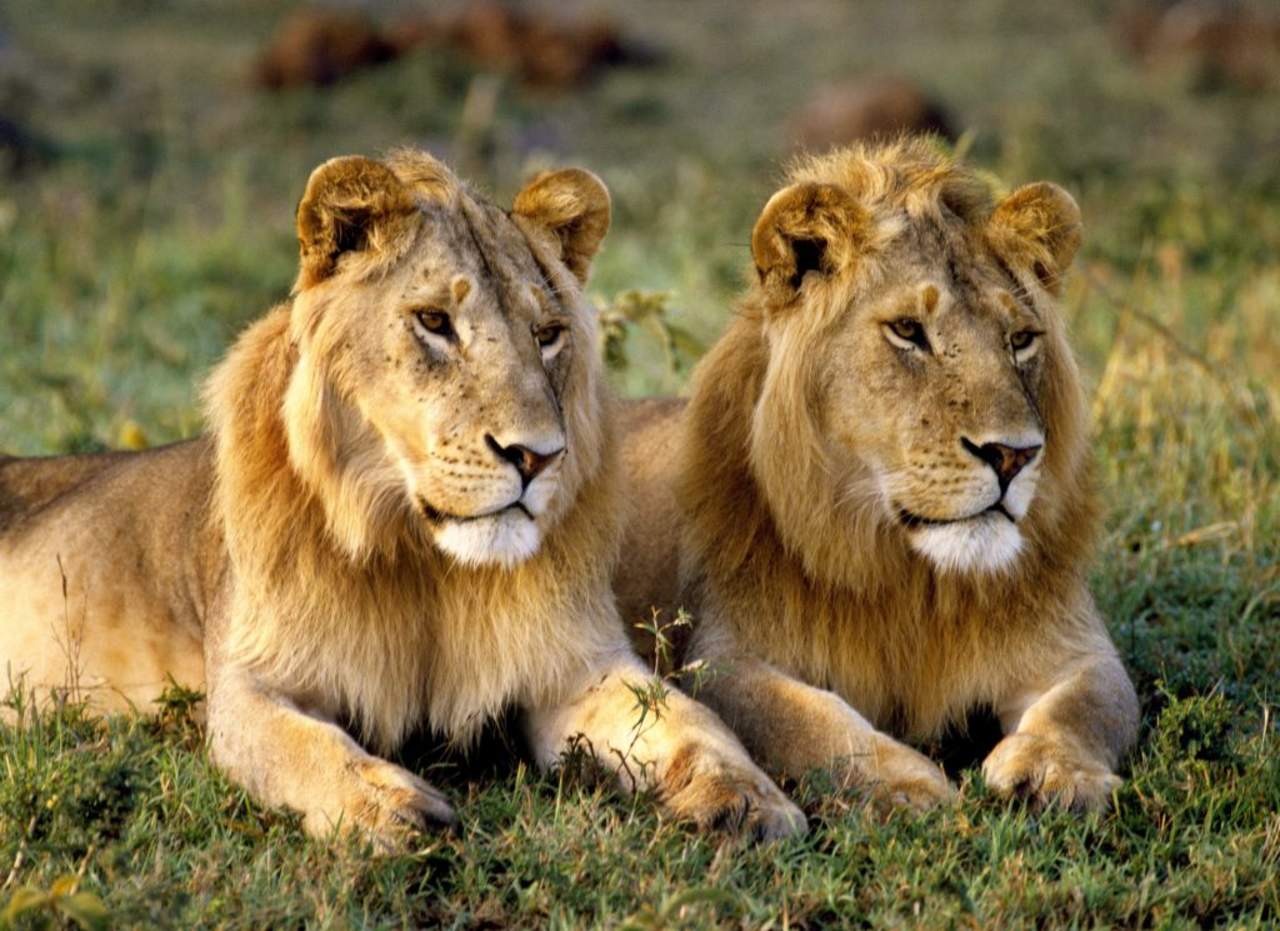 leones gay en kenia leones gay en kenia