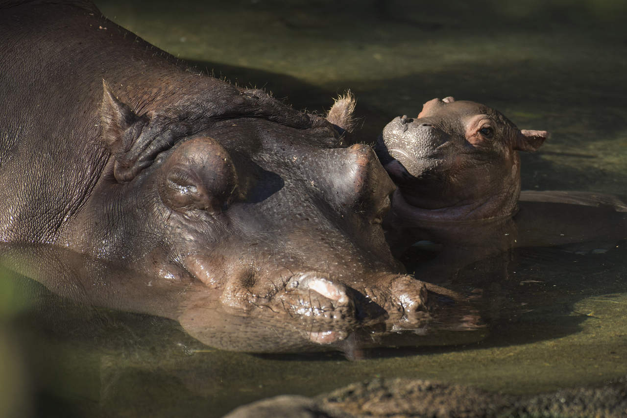 Nace primer hipopótamo en 13 años en parque de Disney en Florida. Noticias en tiempo real