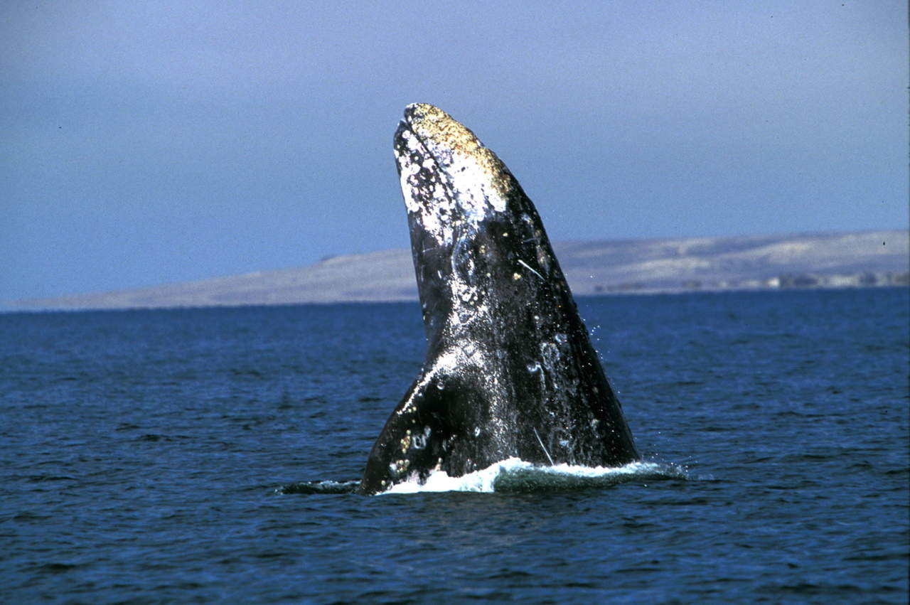 Espera turismo de parque nacional de BCS llegada de cetáceos. Noticias en tiempo real