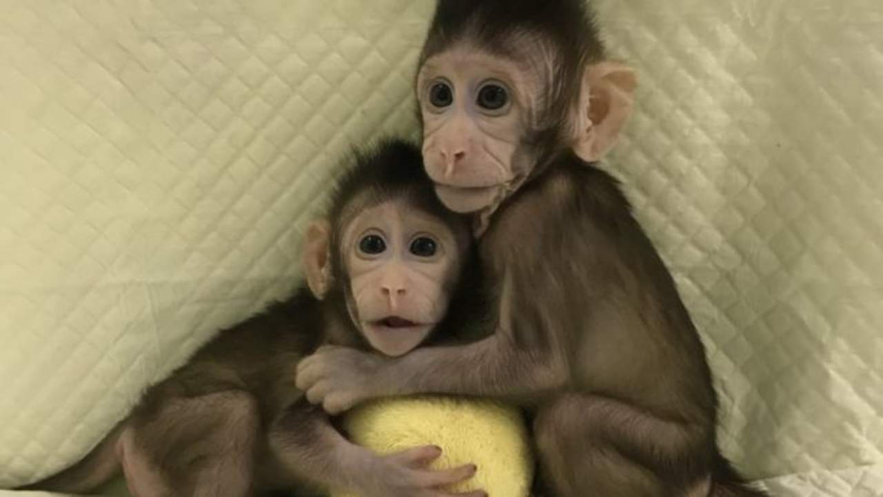 Clonan a dos primates en China. Noticias en tiempo real