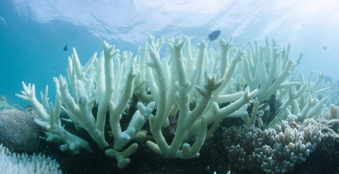 Corales son más propensos a enfermedades por culpa de los plásticos. Noticias en tiempo real