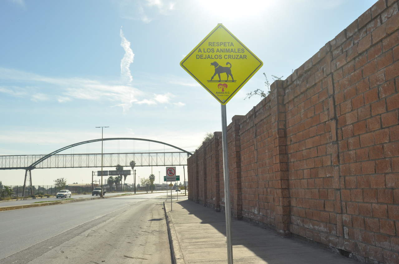 Instalan señaléticas para evitar atropellamientos de animales en Torreón. Noticias en tiempo real