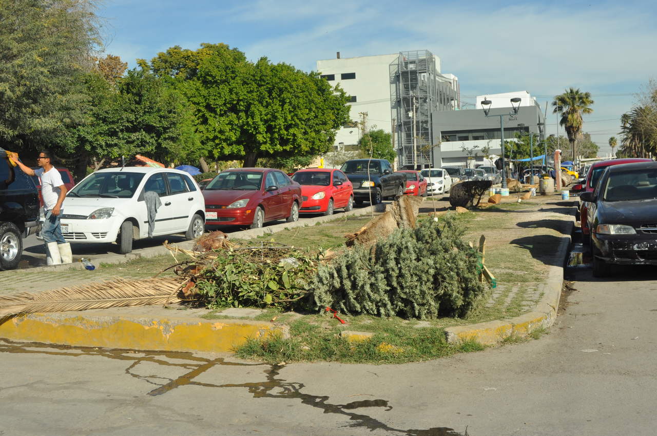 Botan a viejos árboles navideños frente a la Alameda. Noticias en tiempo real