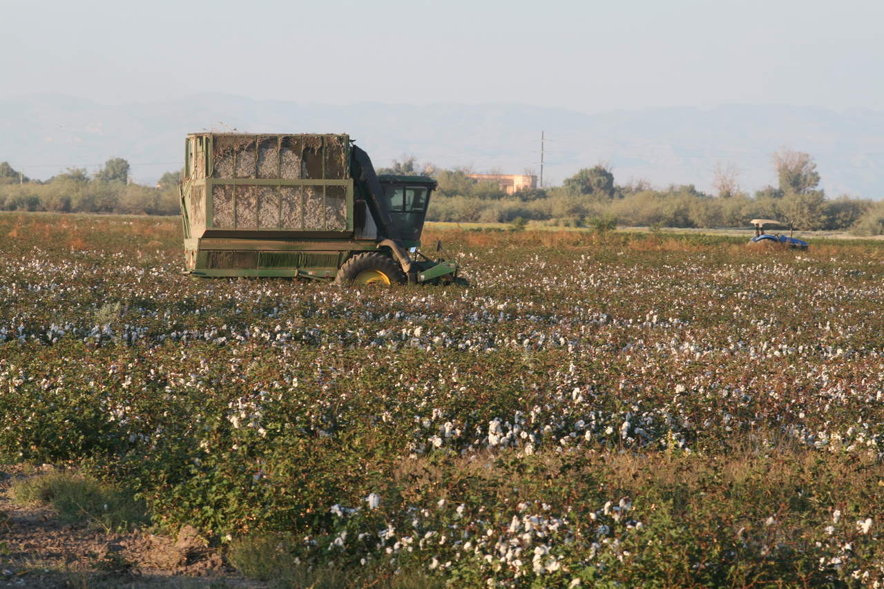Programa ejercicio anual para el cultivo del algodón. Noticias en tiempo real
