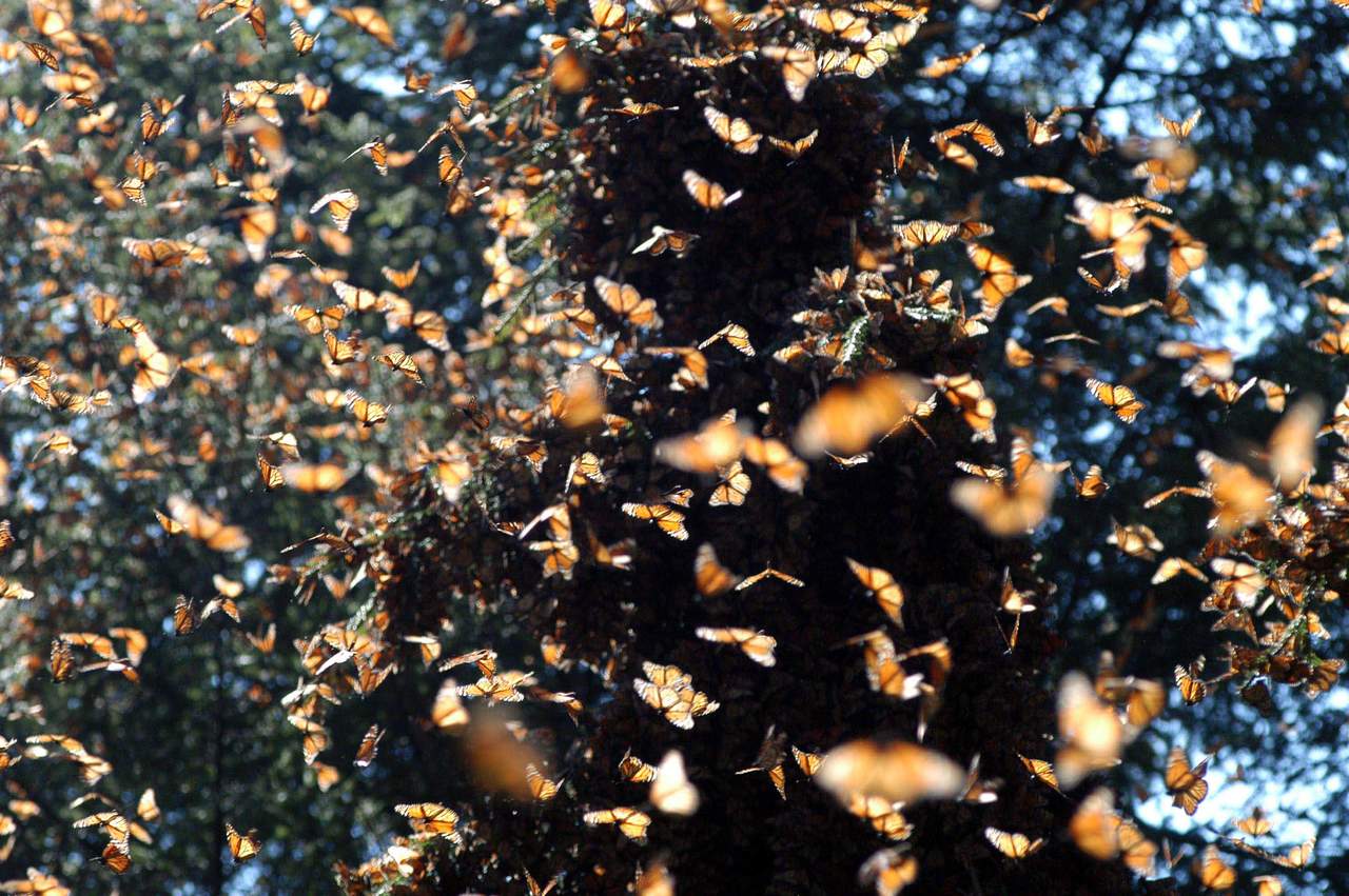 Aseguran madera de Reserva de la Mariposa Monarca en Edomex. Noticias en tiempo real