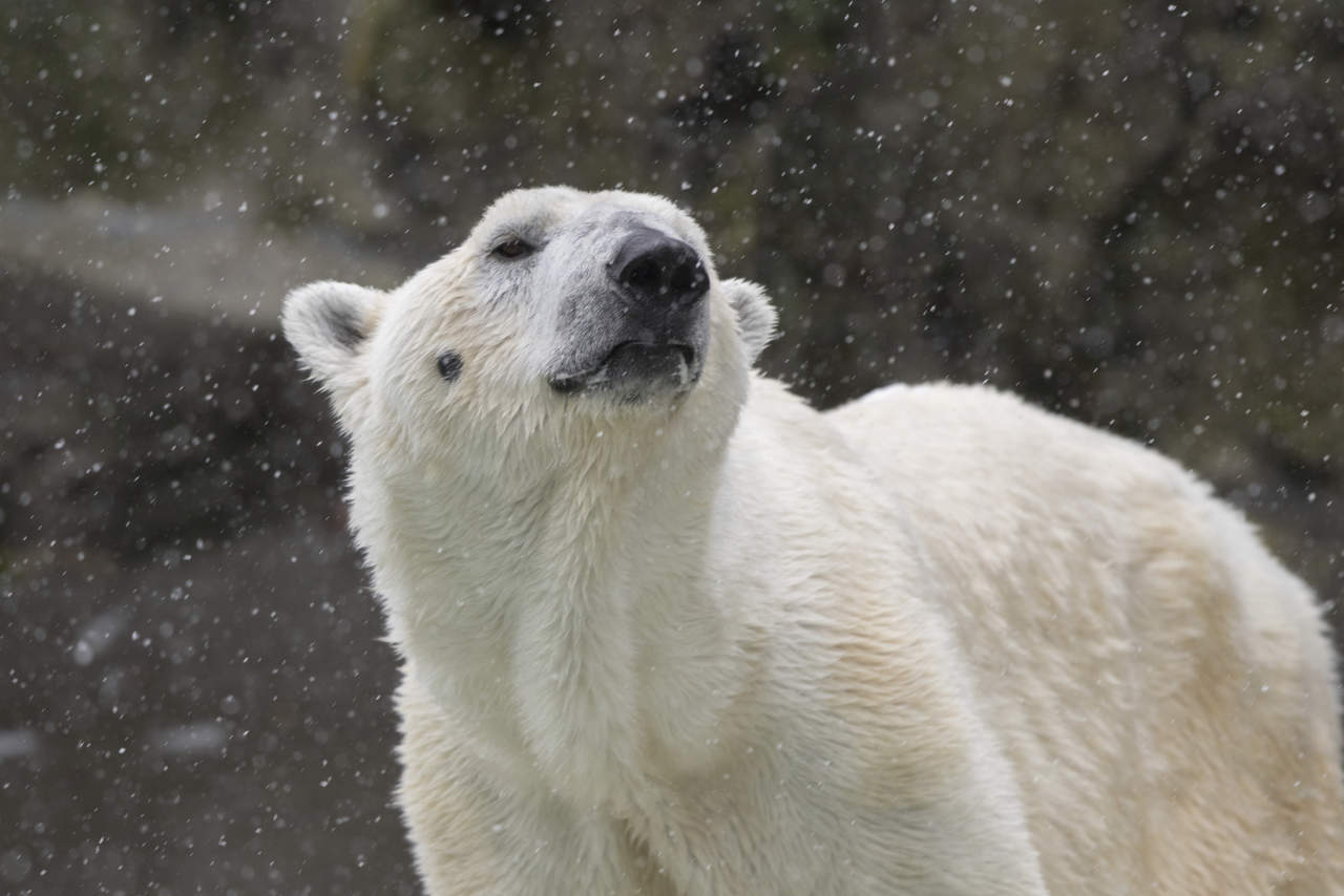 Osos polares, con problemas para cazar por cambio climático. Noticias en tiempo real