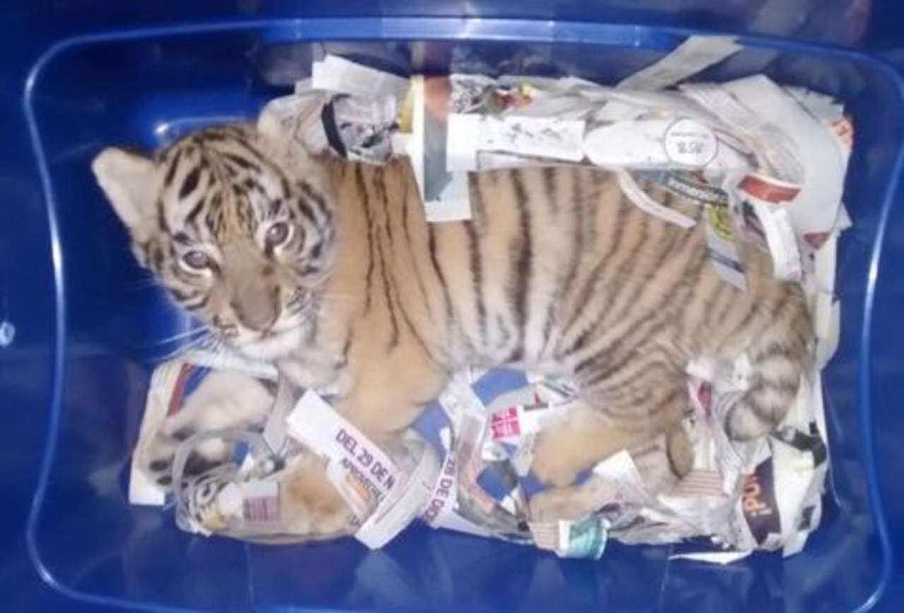 Rescatan a cachorro de tigre enviado por paquetería. Noticias en tiempo real