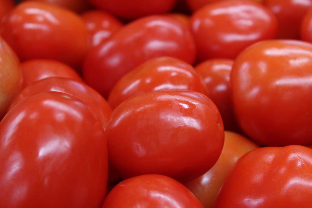 Incrementa en La Laguna la producción de tomate para exportación. Noticias en tiempo real