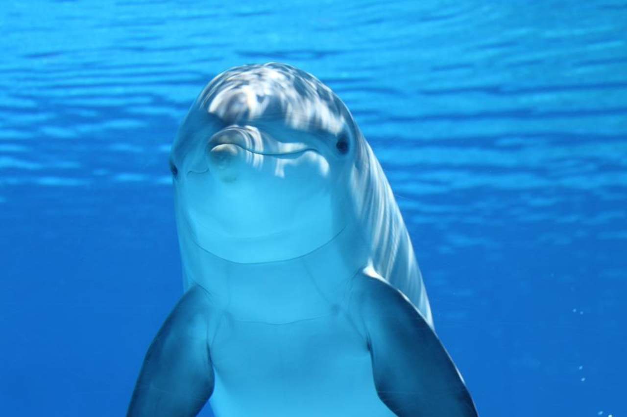 Encuentran delfín muerto en costa de Sinaloa. Noticias en tiempo real