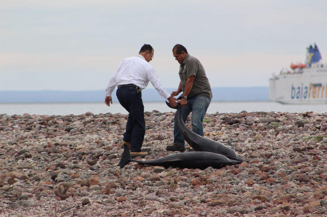 Mueren 20 delfines tras quedar varados en Baja California Sur. Noticias en tiempo real