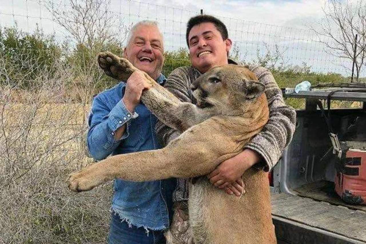 Presumen haber cazado a un leonsote en redes sociales. Noticias en tiempo real