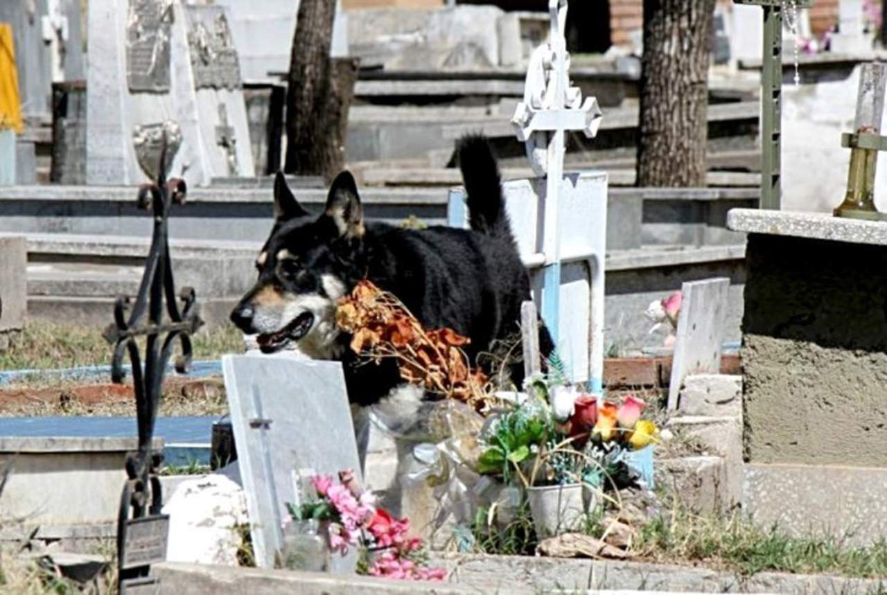 Muere el perro que veló por  10 años a su amo en Argentina. Noticias en tiempo real