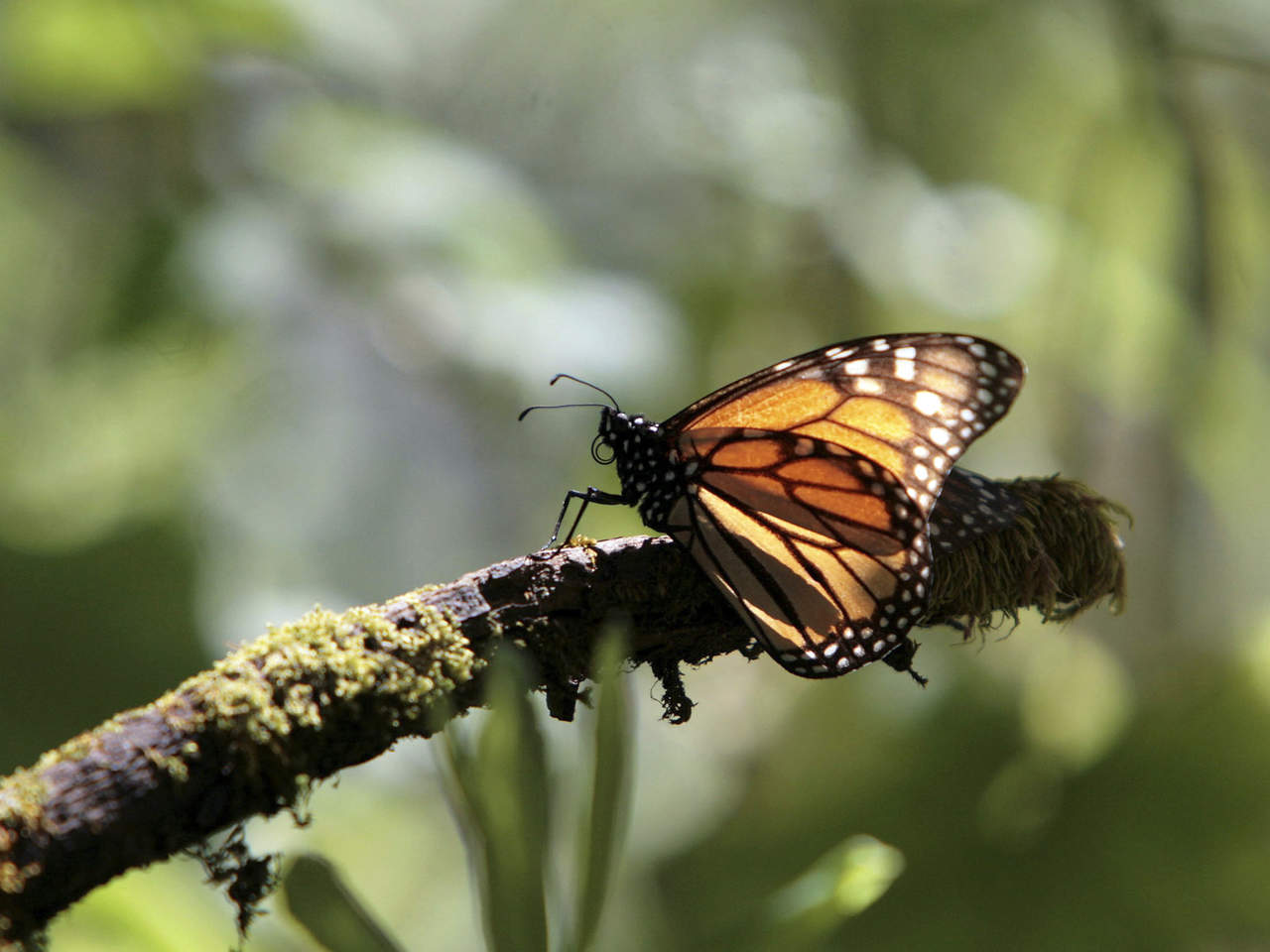 En Reserva de la Mariposa Monarca encuentran sembradío de aguacate. Noticias en tiempo real