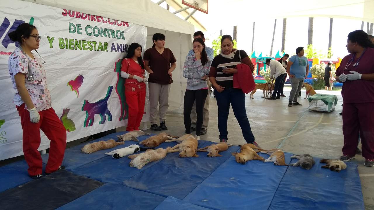 Esterilizan a perros y gatos en Parque La Esperanza. Noticias en tiempo real