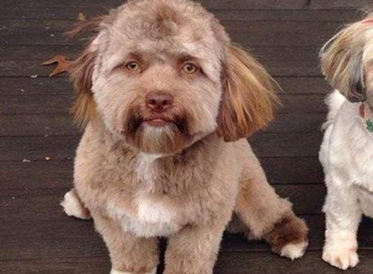 ¿Un perro con cara de humano?. Noticias en tiempo real