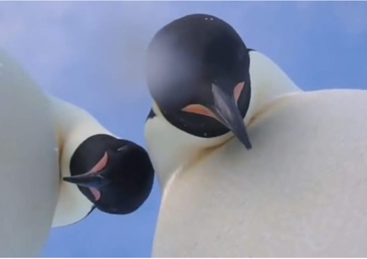 Selfie de pingüinos se hace viral en la red. Noticias en tiempo real