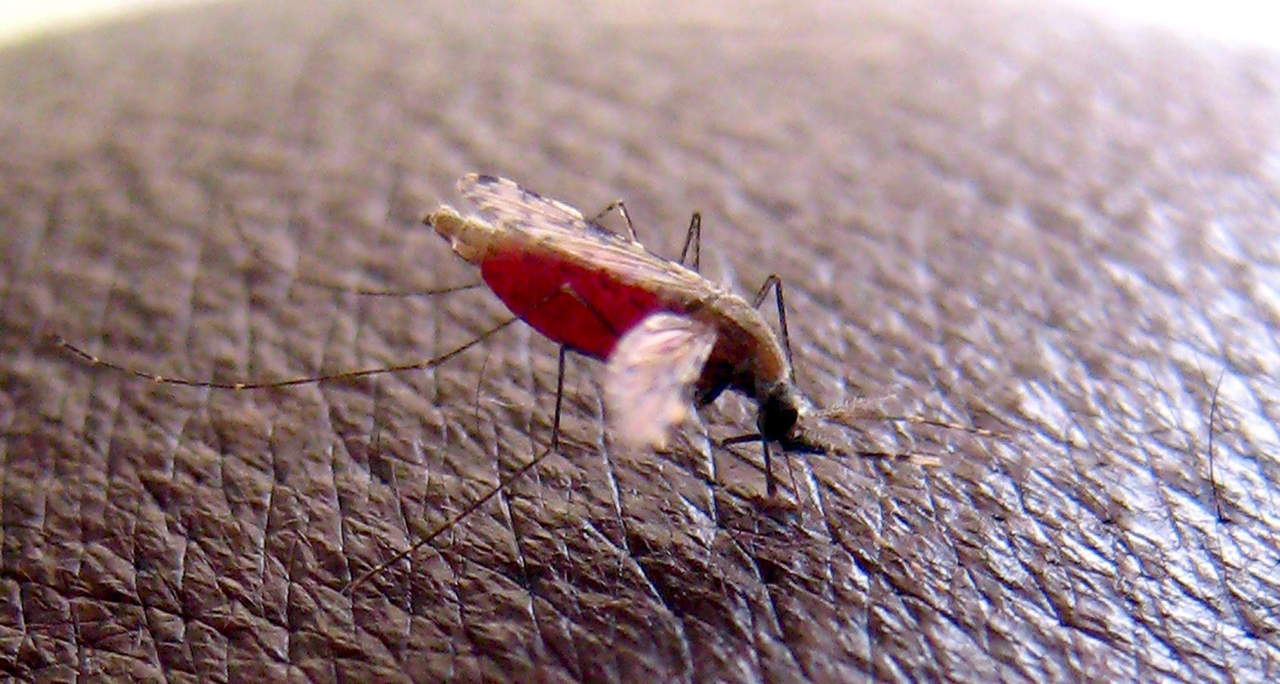 Descubren cómo bloquear infección de la malaria en mosquitos. Noticias en tiempo real