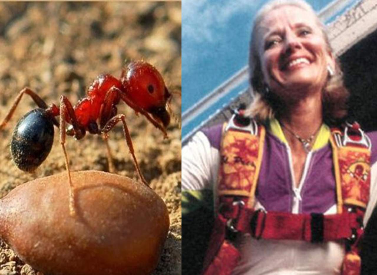 Hormigas de fuego salvan la vida a una paracaidista. Noticias en tiempo real