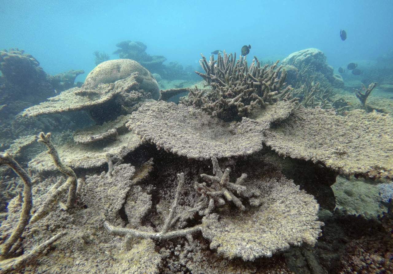 Acidificación del mar amenaza una tercera parte de las barreras de coral. Noticias en tiempo real