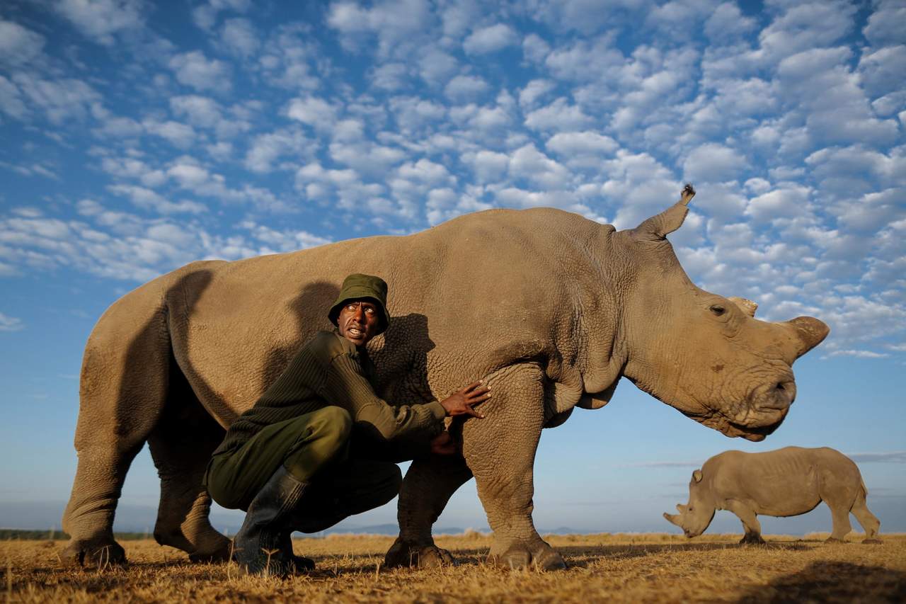 Muere el último macho de rinoceronte blanco del norte. Noticias en tiempo real