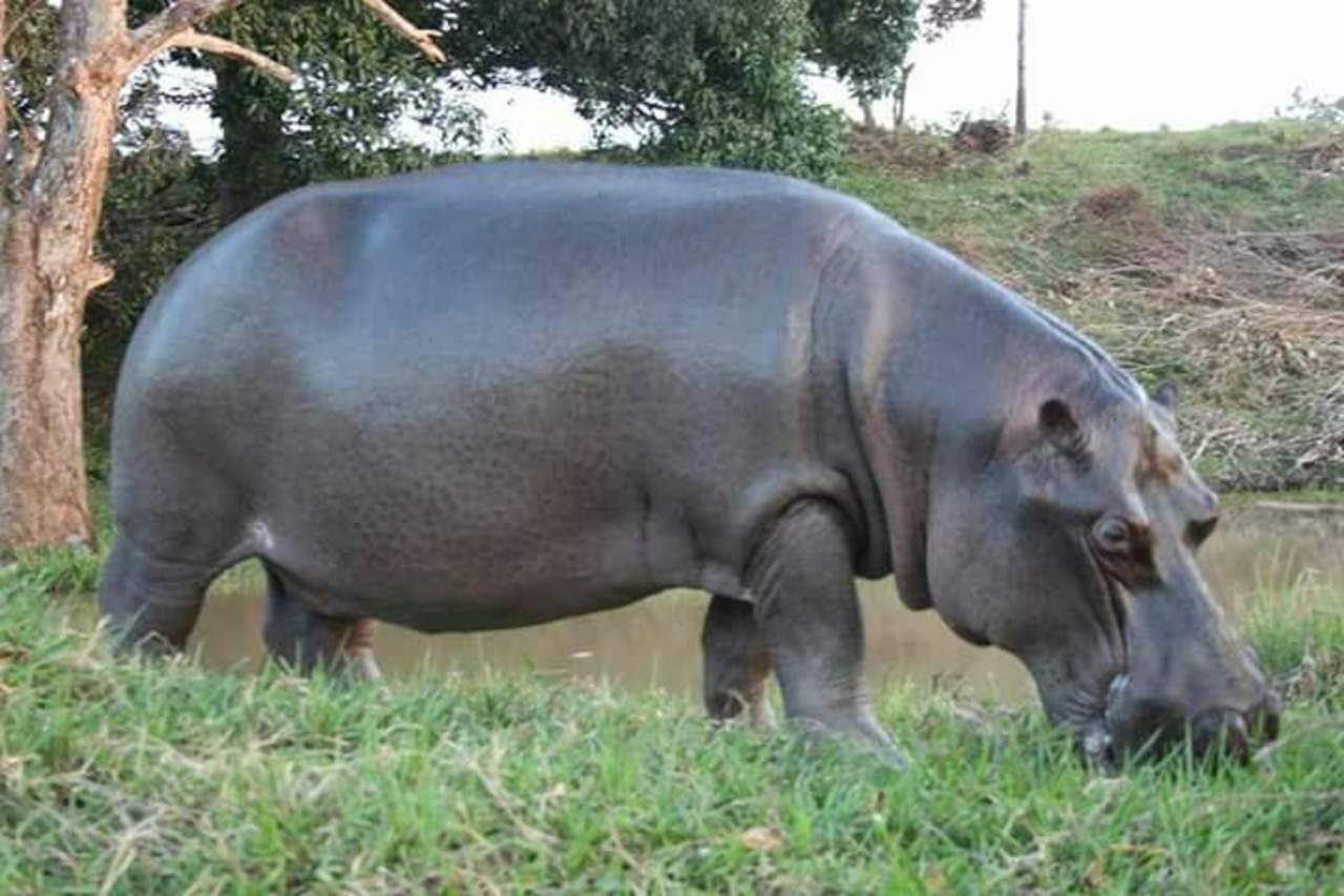 Profepa reubica a Tyson el hipopótamo de Veracruz. Noticias en tiempo real
