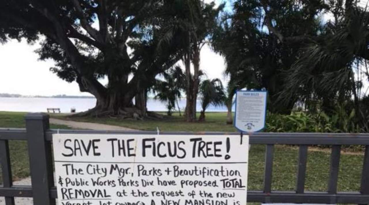 Se casa con árbol centenario de Florida para evitar que lo talen. Noticias en tiempo real
