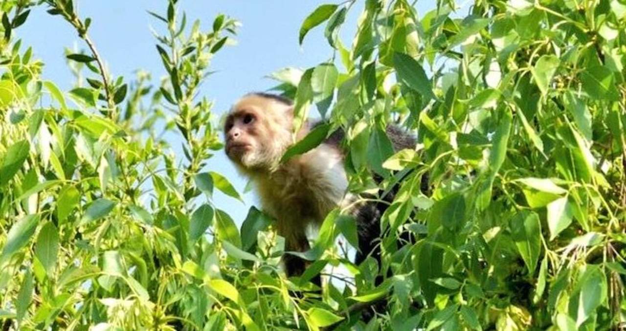 Mono salvaje permanece prófugo en CDMX. Noticias en tiempo real