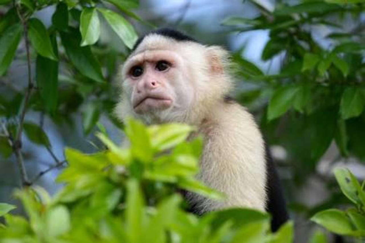 Mono capuchino pasea por CDMX sin que puedan atraparlo. Noticias en tiempo real