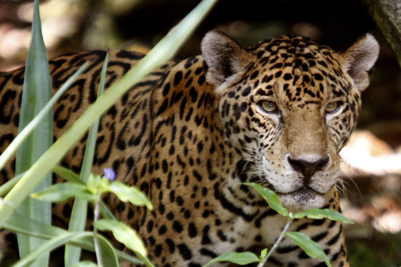 Profepa investiga muerte de jaguar en Quintana Roo. Noticias en tiempo real