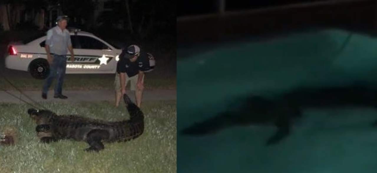 VIDEO: Cocodrilo de tres metros causa pánico en Florida. Noticias en tiempo real