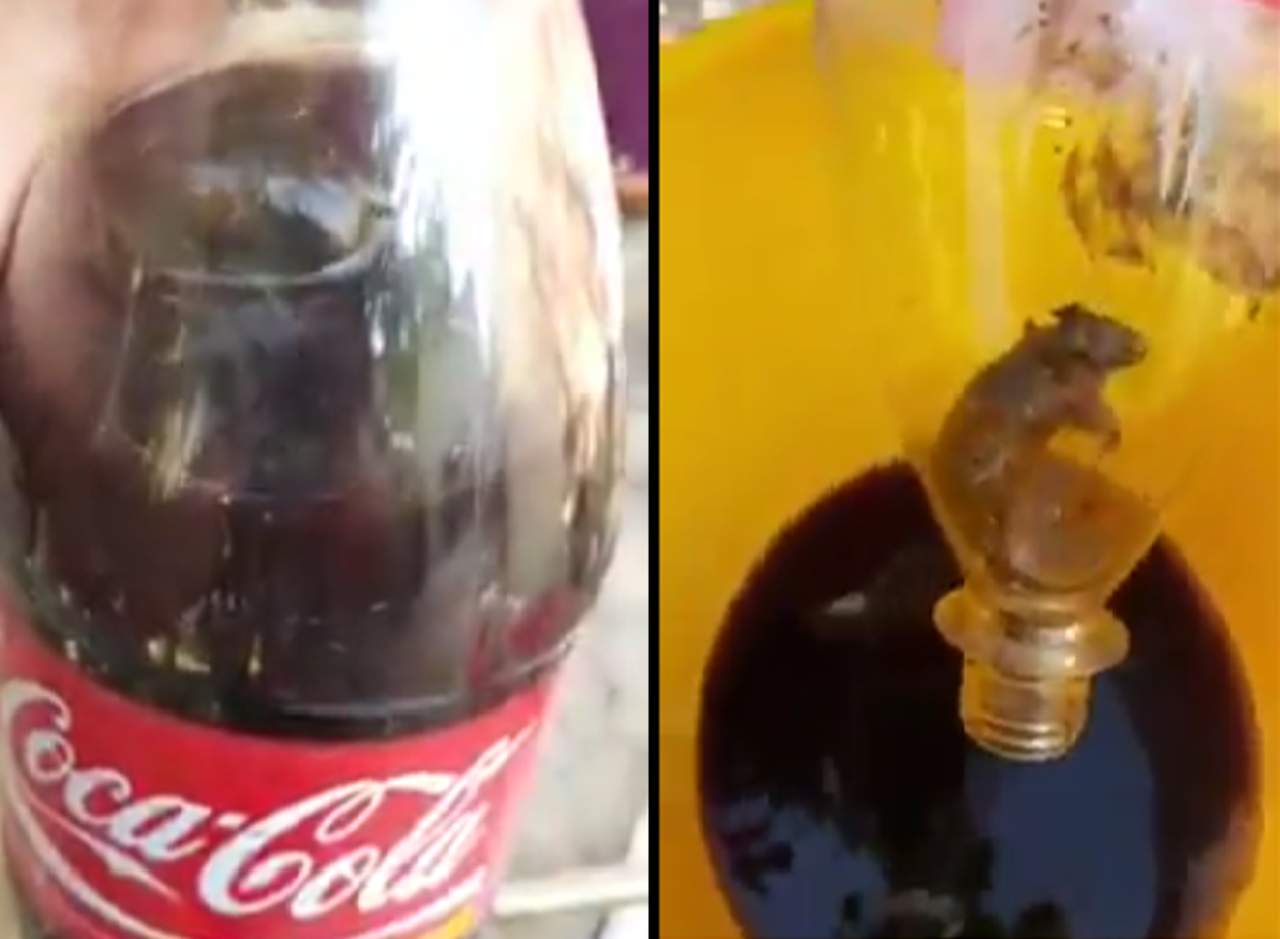 Se encuentra una rata dentro de una botella de refresco. Noticias en tiempo real