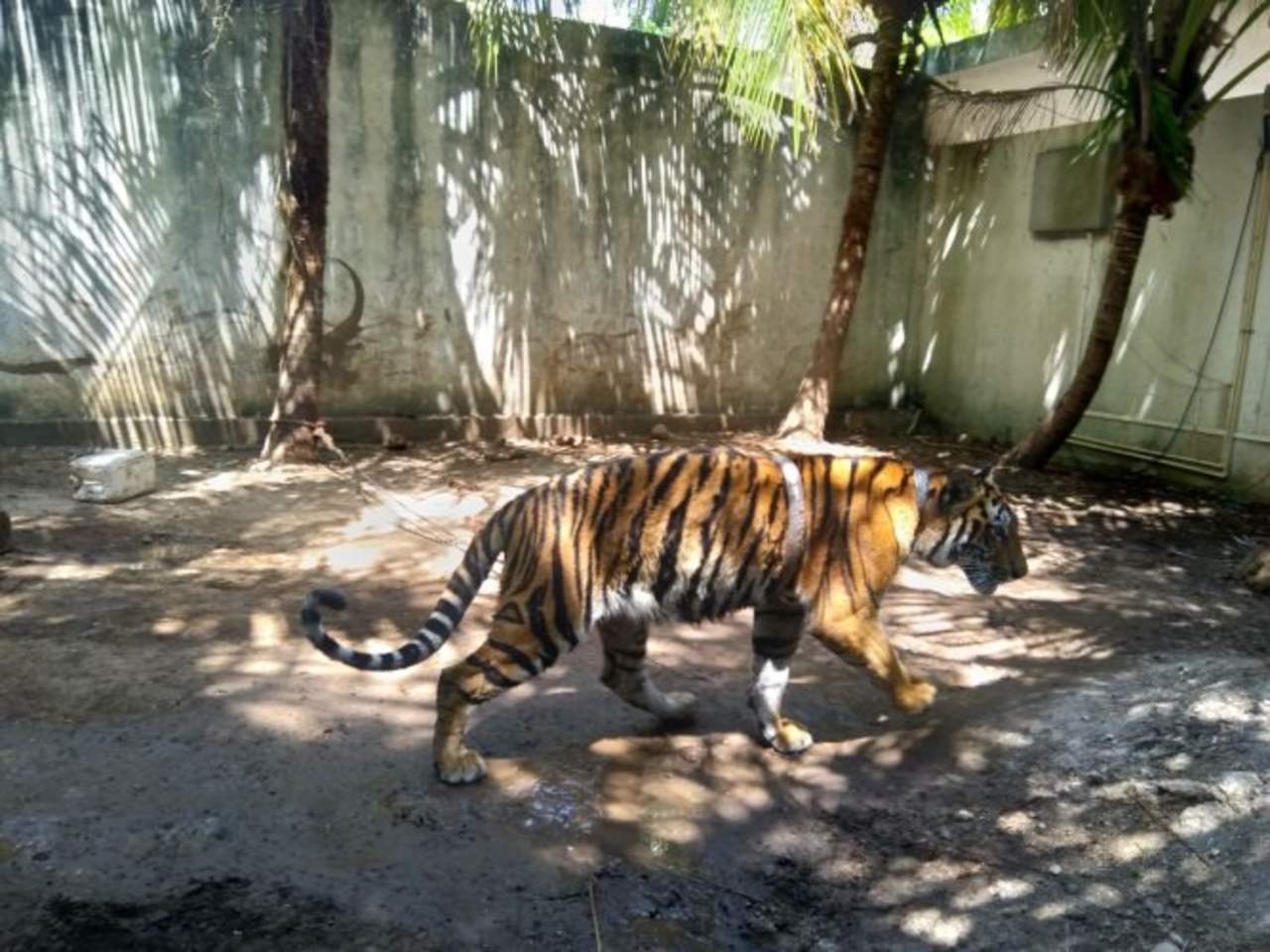 Profepa asegura un tigre encadenado en residencia de Quintana Roo. Noticias en tiempo real