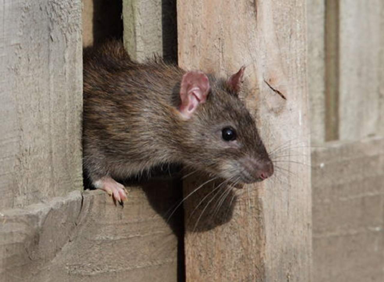Policías culpan a las ratas por varios kilos de droga desaparecida. Noticias en tiempo real