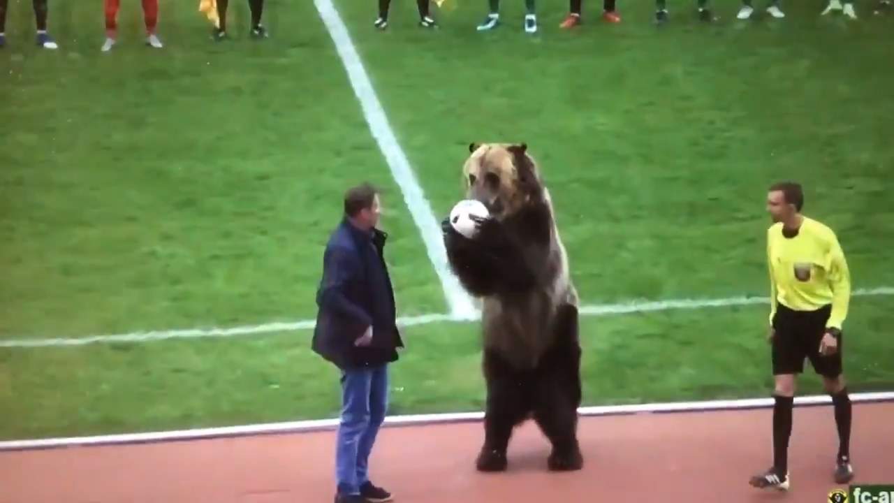 Oso da saque en partido de futbol en Rusia. Noticias en tiempo real