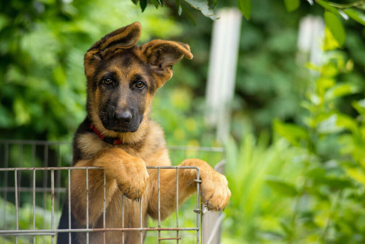 Juez pone orden de captura a un perro que está ‘prófugo’. Noticias en tiempo real