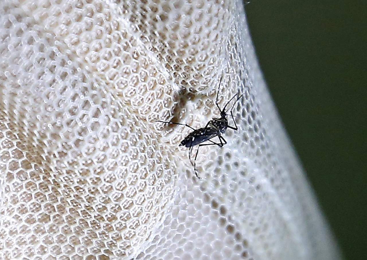 Cómo protegerse contra el dengue, zika y chikungunya. Noticias en tiempo real