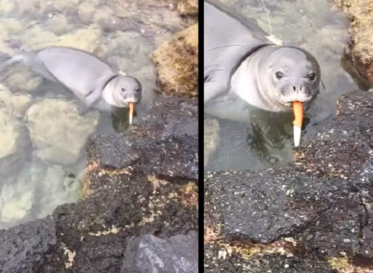 Imágenes de una foca bebé con un cuchillo causan polémica. Noticias en tiempo real