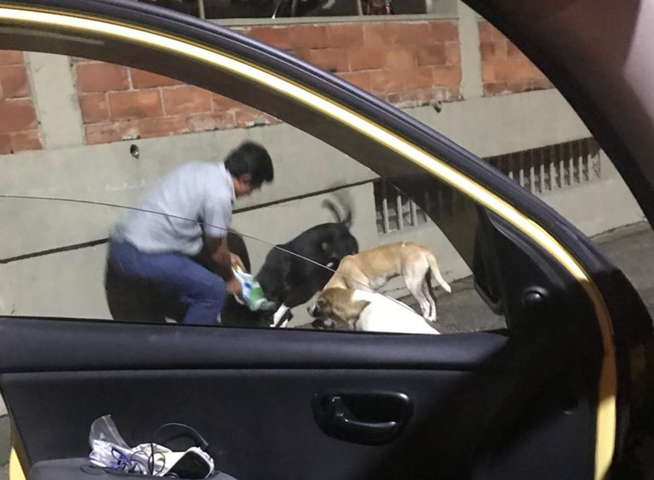 Historia de taxista que alimenta a perros callejeros conmueve a la red. Noticias en tiempo real