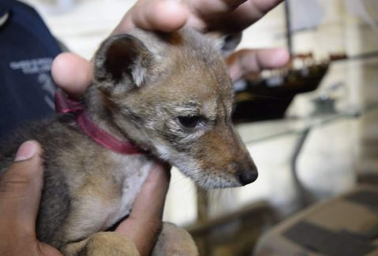 Rescatan en Veracruz a cría de coyote que sería vendida en internet. Noticias en tiempo real