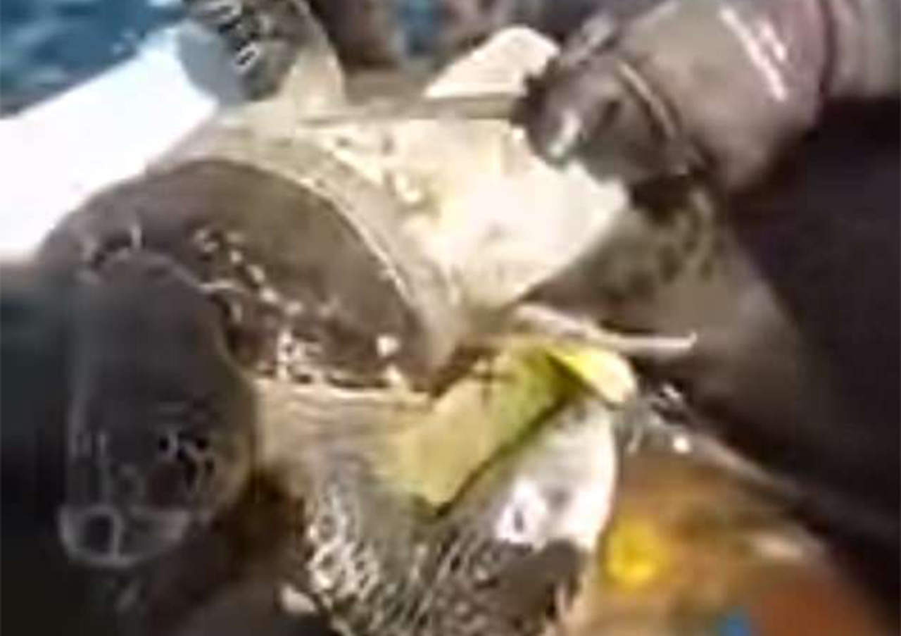 Buzo libera tortuga que tenía años en contenedor de plástico. Noticias en tiempo real