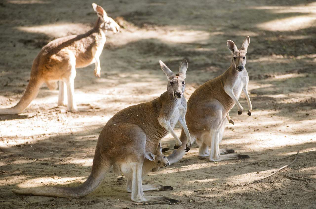 Matan a pedradas a canguro en zoológico de China. Noticias en tiempo real