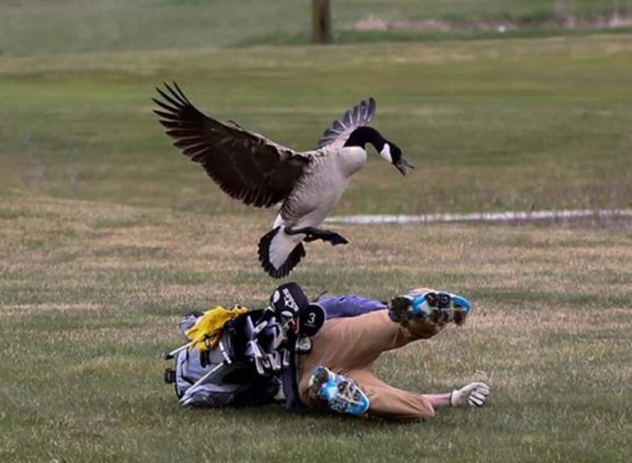 Sensación en la red por fotografías de golfista atacado por un ganso. Noticias en tiempo real