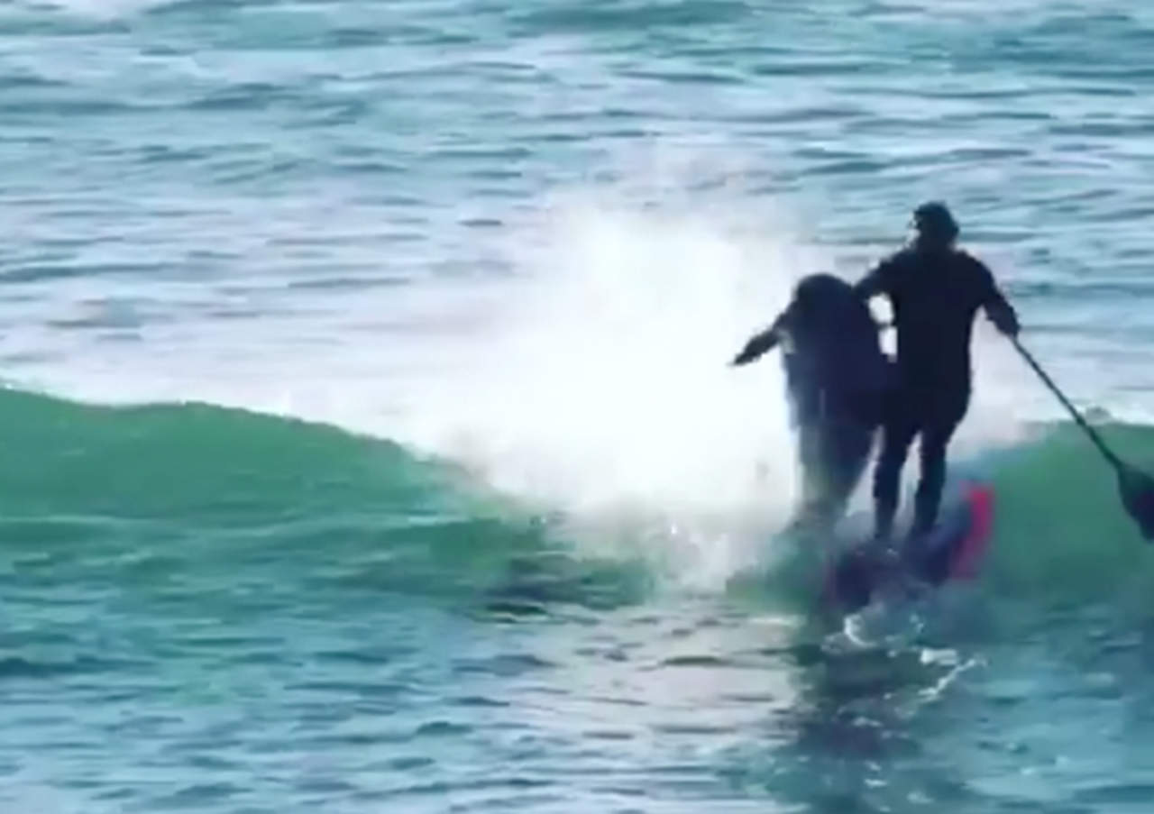 Delfín derriba a surfista y se hace viral. Noticias en tiempo real
