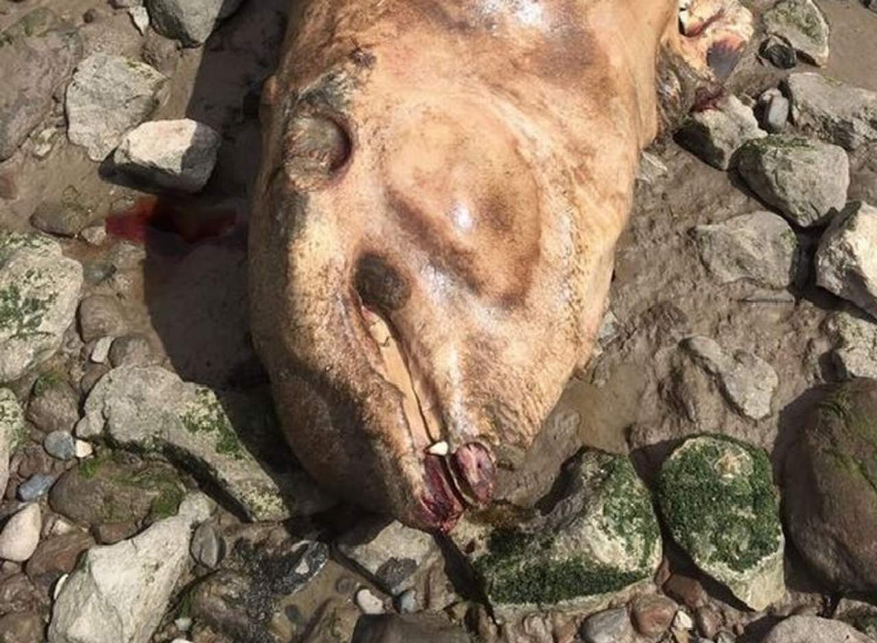 Extraña criatura con colmillos aparece en playa inglesa. Noticias en tiempo real