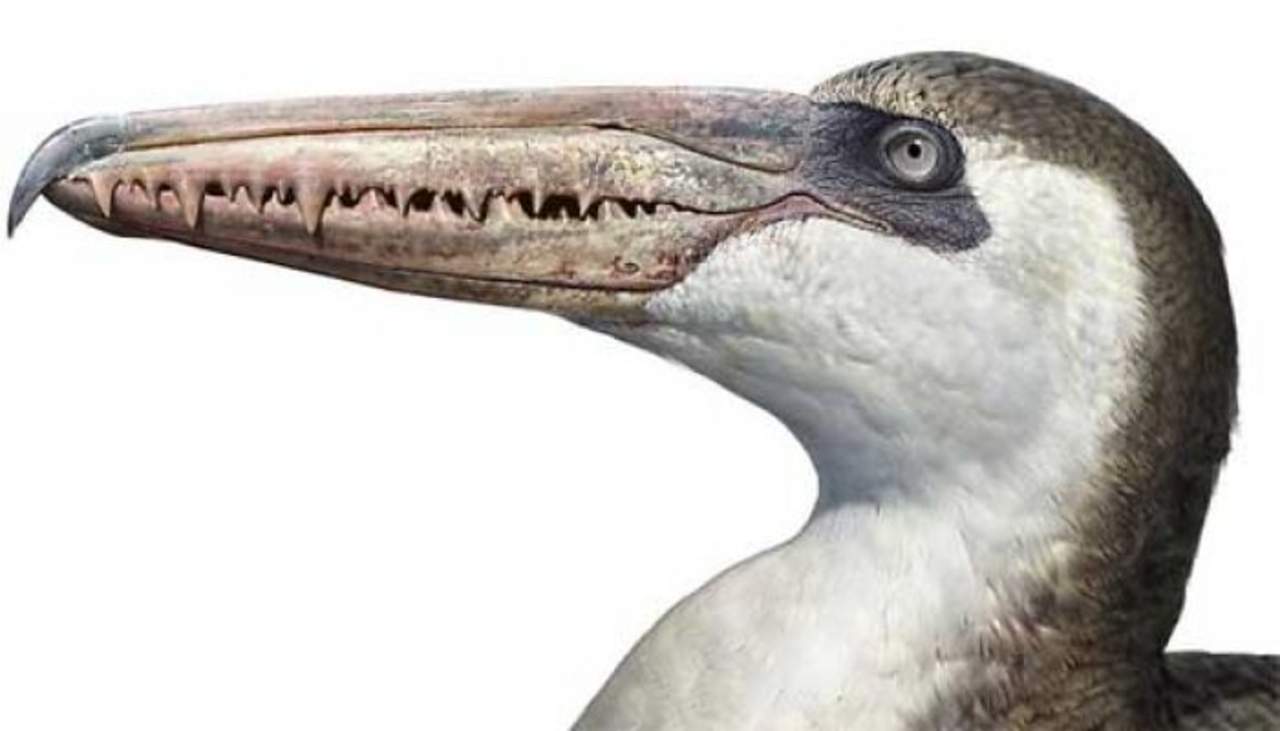 Antiguo pájaro con pico y dientes arroja luz a la evolución de las aves. Noticias en tiempo real